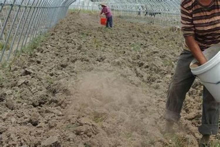 施肥,养兰的一把双刃剑