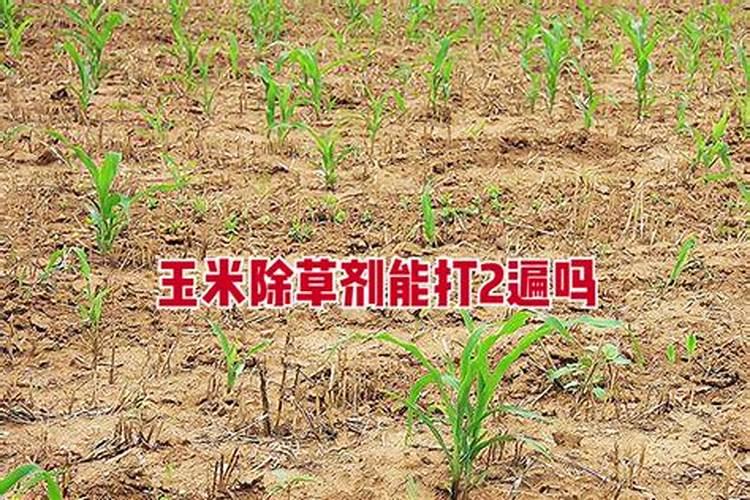 玉米施完肥几天可以打除草剂？