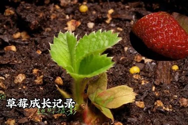 菜心施肥方法及注意事项 菜心施肥需要注意的地方