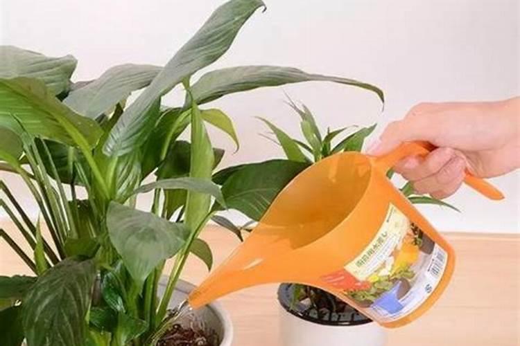 波斯菊的施肥方法什么肥料好？