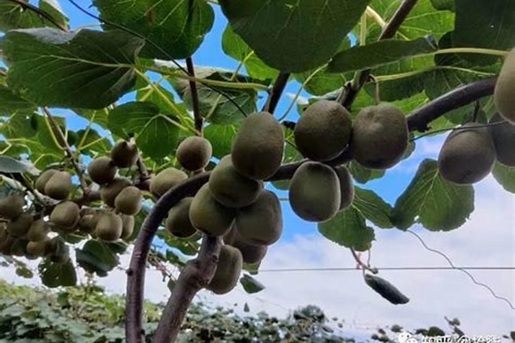 养花用矿原黄腐酸钾比例多少最好