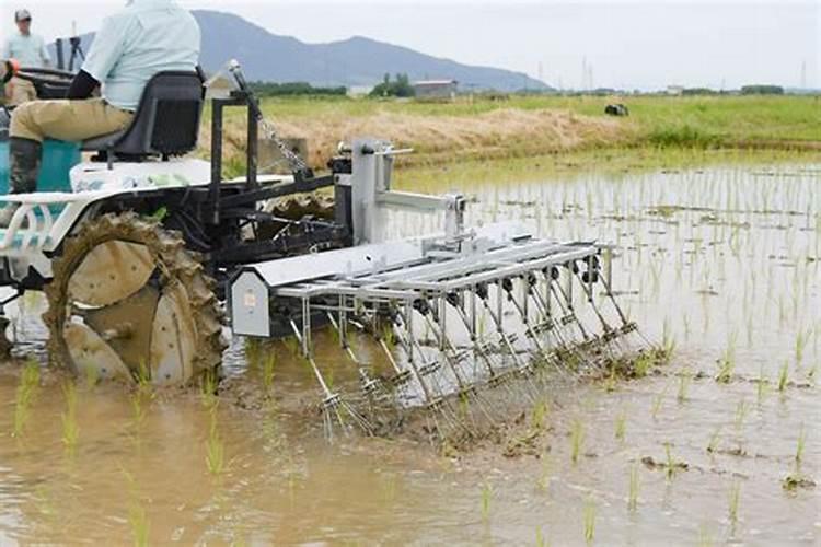 玉米播种最佳时期