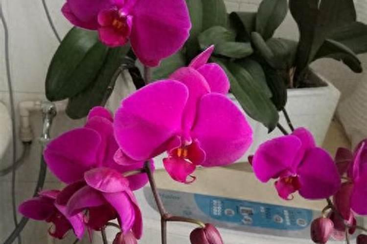 蝴蝶兰花谢了以后怎么处理？做到这2点,3个月可复花
