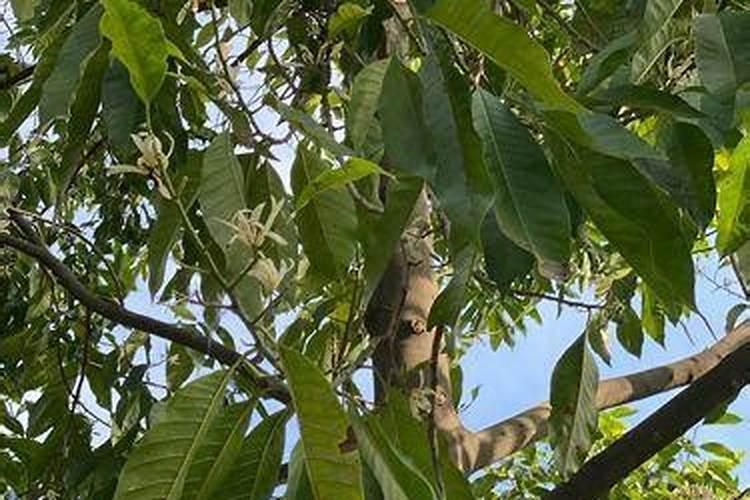 农作物错打上草甘磷有什么好方法解救吗？