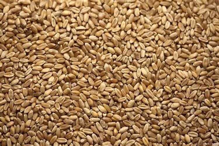 玉米不吐丝是什么原因