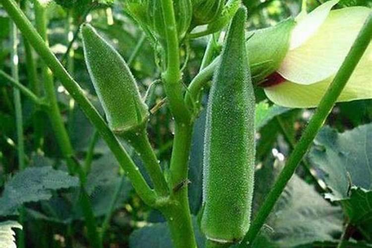 黄秋葵需要什么肥料