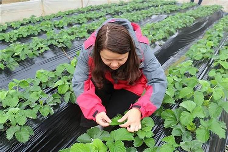 高力是做什么的