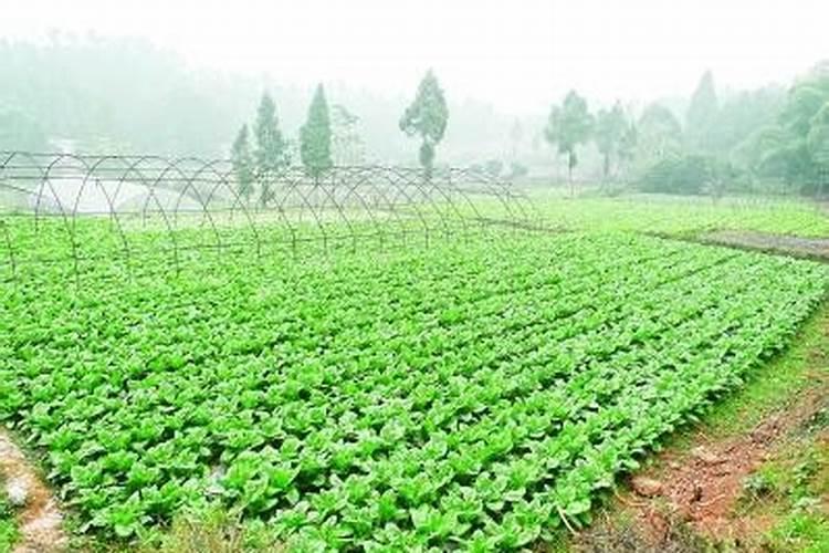 钾肥的主要作用有哪些？