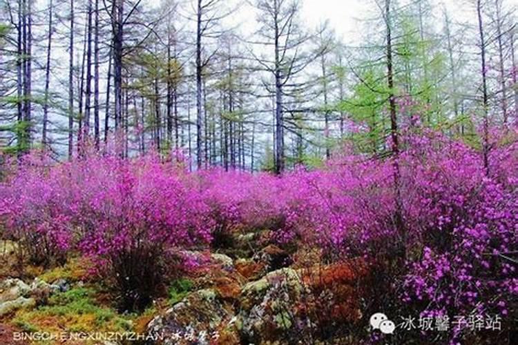 怎样给有花苞的杜鹃施肥