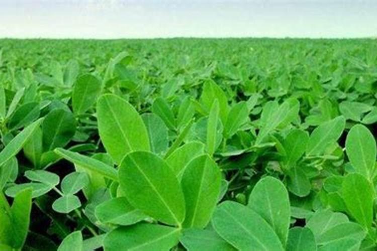 秋花生施肥要注意哪些？