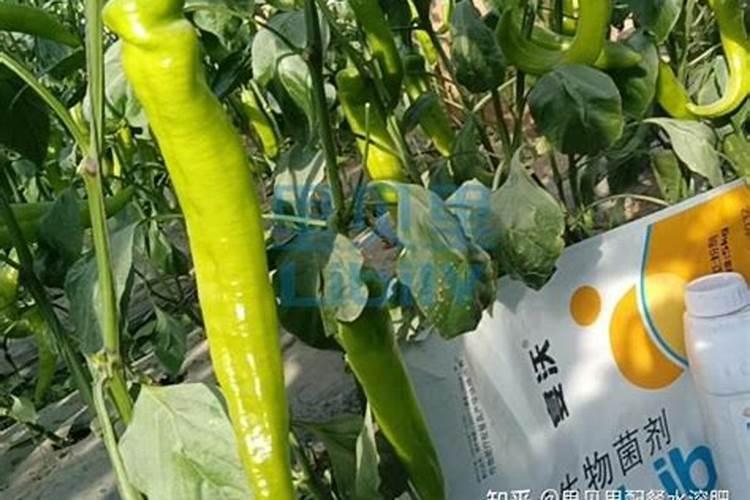 进口十大水溶肥品牌