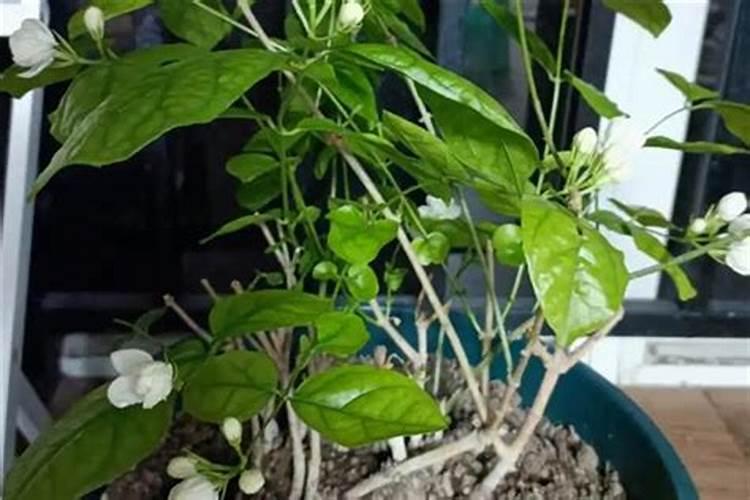 假昙花怎么养 假昙花怎么种