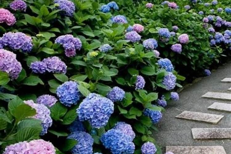 绣球花肥可以用于月季花吗？