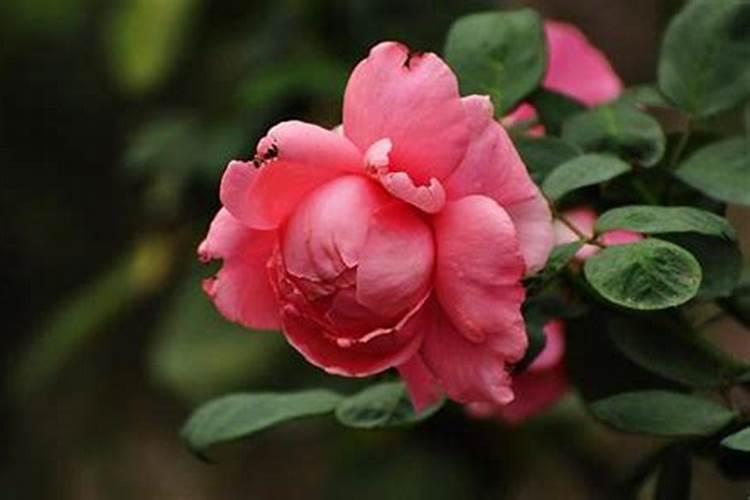 月季花开花谢了怎么处理