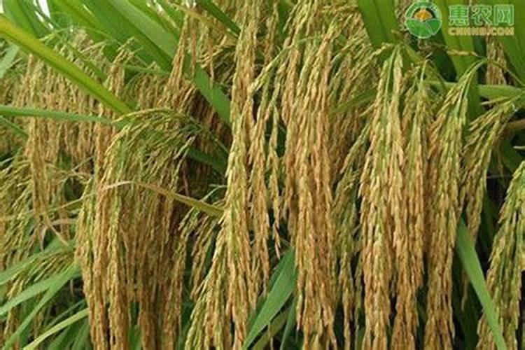 栽水稻什么时侯施肥最好一