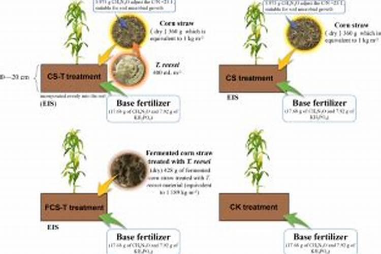 乌榄怎么嫁接成活率高 乌榄养植需要注意哪些事项