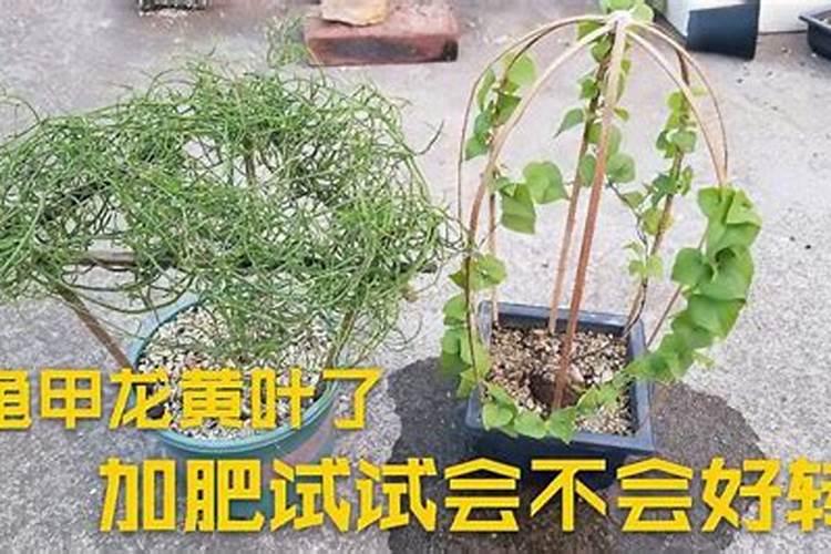 怎么给花补氮肥