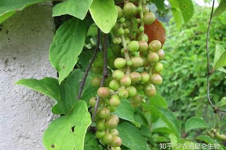 五味子的田间,怎么施肥最好？