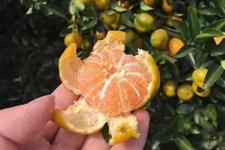 杨梅树用什么肥料最好