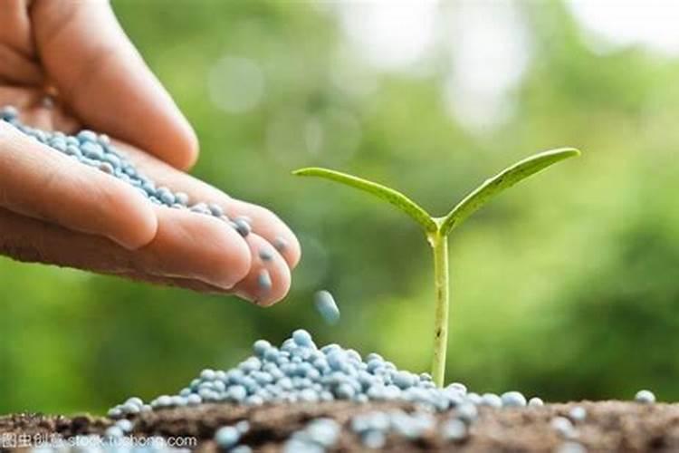 福建销售钙镁磷最多在哪里