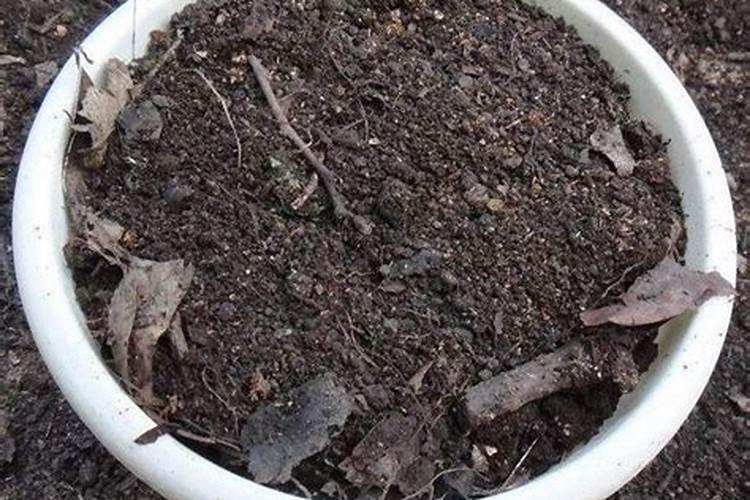 板栗树叶黄掉果怎么回事？