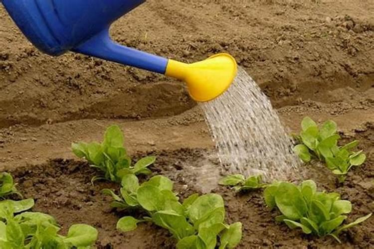 尿素浇水正确方法