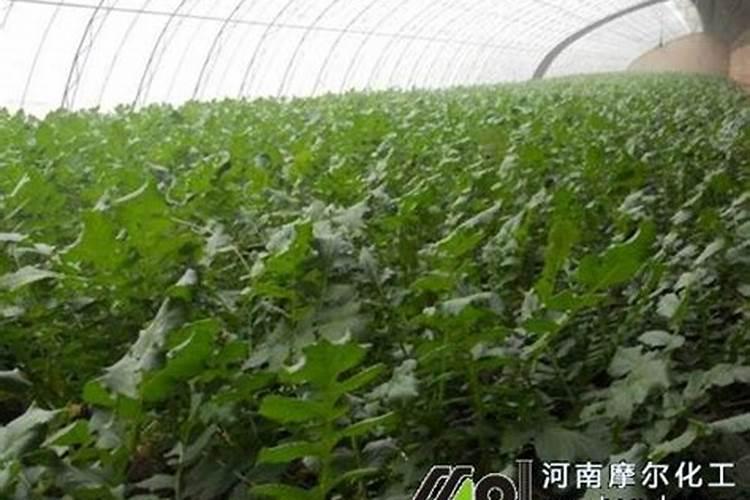 莴笋栽培技术要点