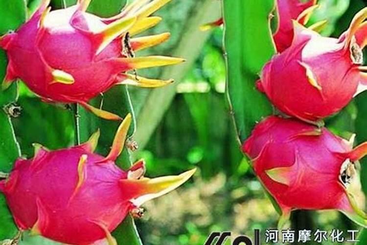 菩提树养殖的大忌