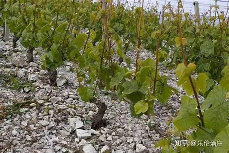 金正大矿源黄腐酸钾桶装多少钱一捅