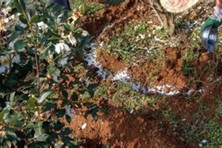 中微量元素肥可以用到铜钱草里吗