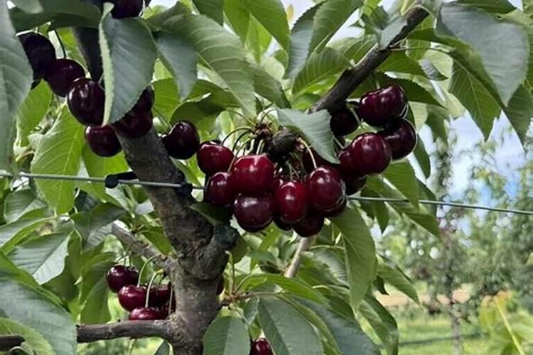 怎样用变质的花生米做肥料