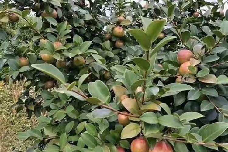 油茶树一年要施几次肥 施什么肥长的快