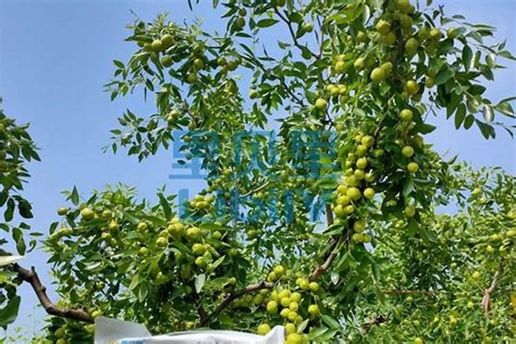 施可丰生产的颗粒硼有≥10%的吗？