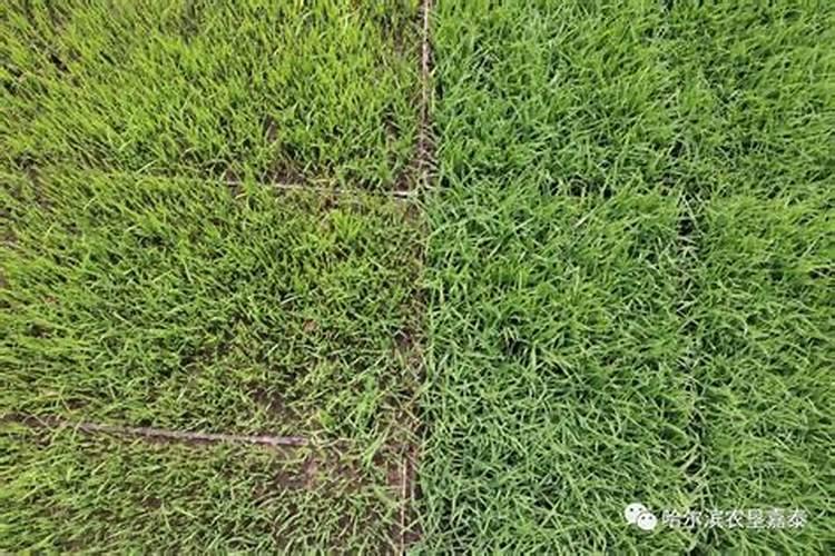 草莓移栽时床底下能放水稻壮秧剂吗？