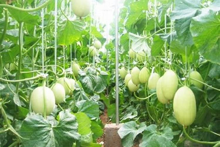 澳都丰水溶肥怎么样