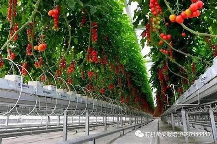 一吨水放多少斤钾镁肥料
