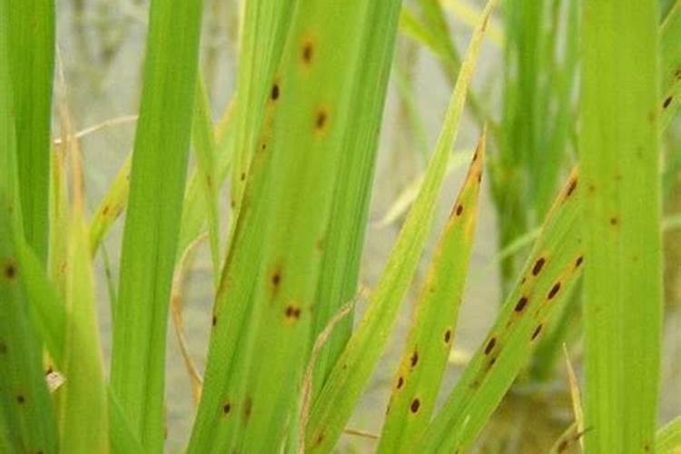 刚刚移栽的樱桃树可以使用叶面肥吗？怎样使用？