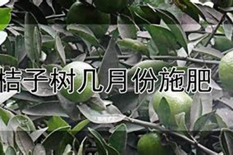 猕猴桃怎么施肥？施猕猴桃水溶肥技术