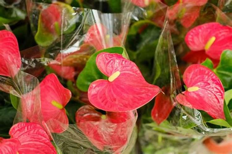 红掌专用肥料能对其它植物施肥吗