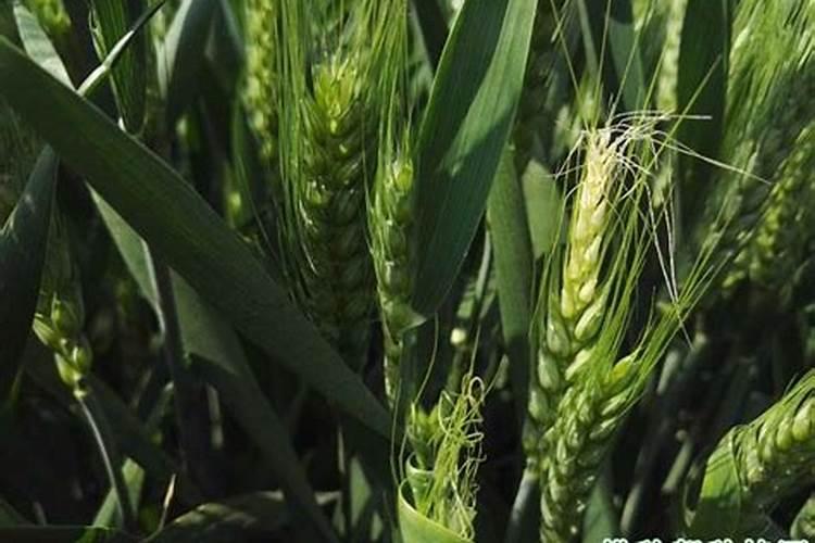 土传病害防治措施