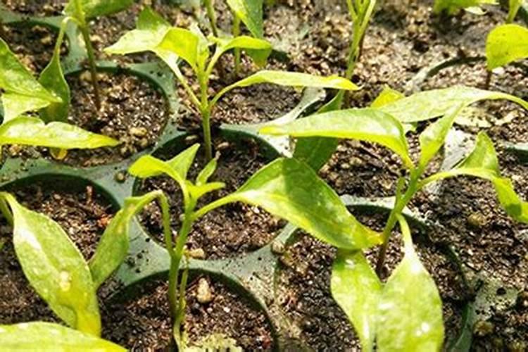 辣椒叶子发黄怎么办