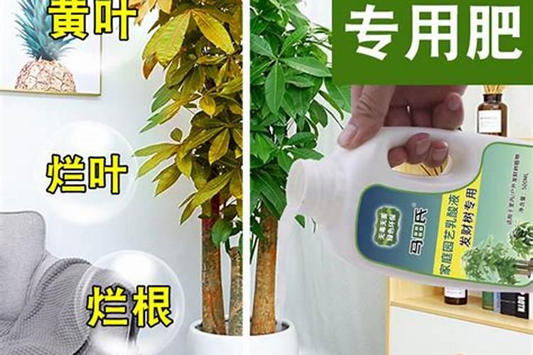 长寿花和发财树的肥料可以用一样的吗？