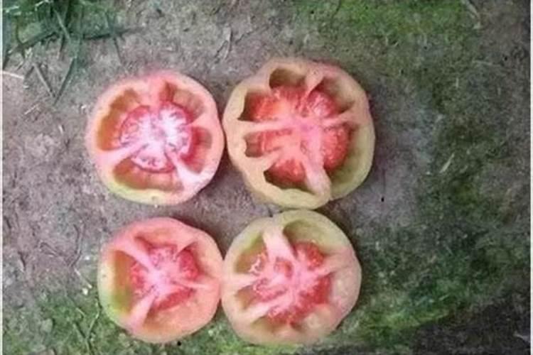 西红柿怎么了,什么原因,