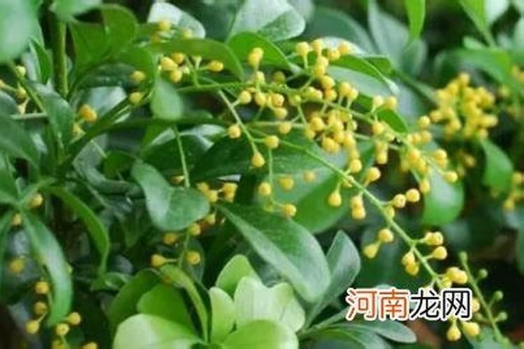 米兰花怎么浇水施肥,四季水肥管理及注意事项