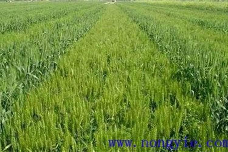 甜瓜缓苗后叶子出现白叶