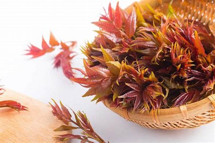 香椿树施什么肥好