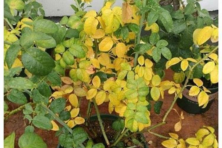 猕猴桃树什么时间可以深耕断根