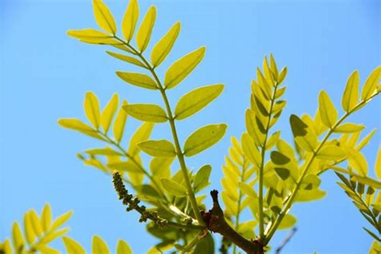 皂角树的种植技术和方法