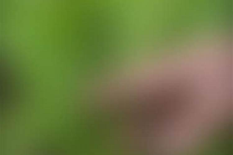 水果挂果到变红需要多长时间周期