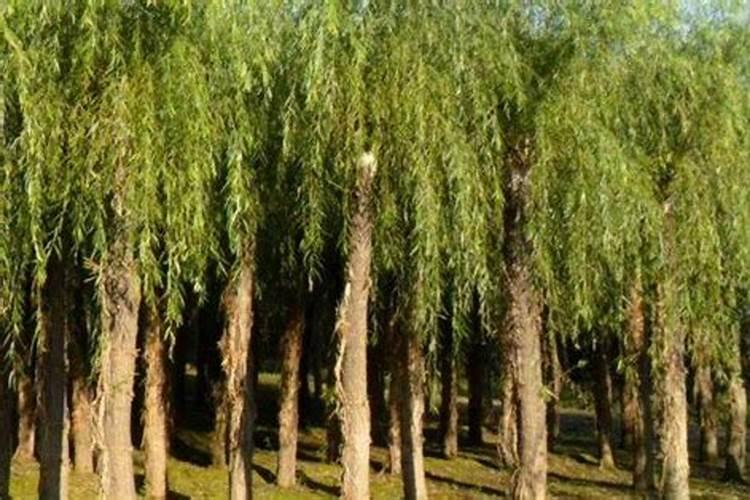 柳树的叶子为什么会变黄